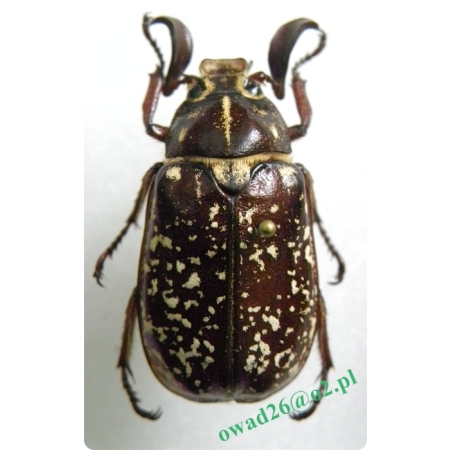 Polyphylla fullo Linnaeus, 1758 male Wałkarz lipczyk